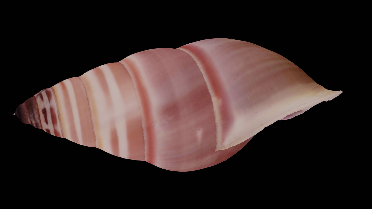 Amphidromus hongdaoe